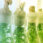 Ciencia respalda nuevamente que la biotecnología agrícola es segura para el ambiente y la salud humana