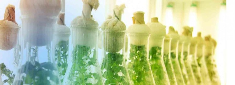 Ciencia respalda nuevamente que la biotecnología agrícola es segura para el ambiente y la salud humana