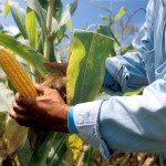 Biotecnología para una Centroamérica con Hambre, Sequía y Crisis Alimentaria
